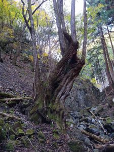 住民のシンボル_カツラの大木